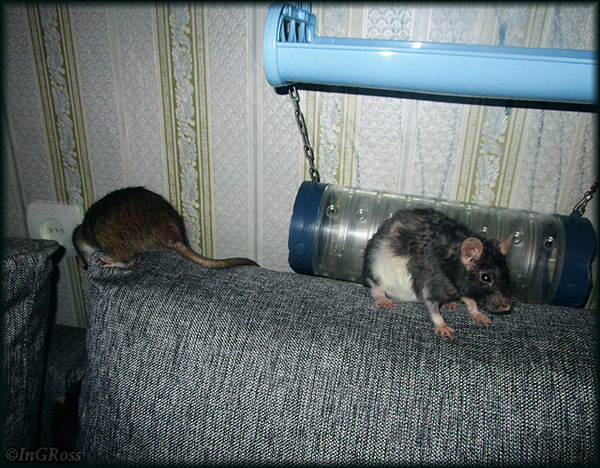 Обиделась. (Ник, Шуша, Ника)