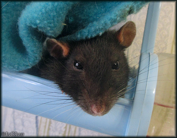 - Что-то хотел, человечек? (Летика)