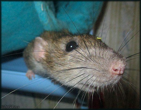 - Ви, есть, что-то хотеть? (Лялька)