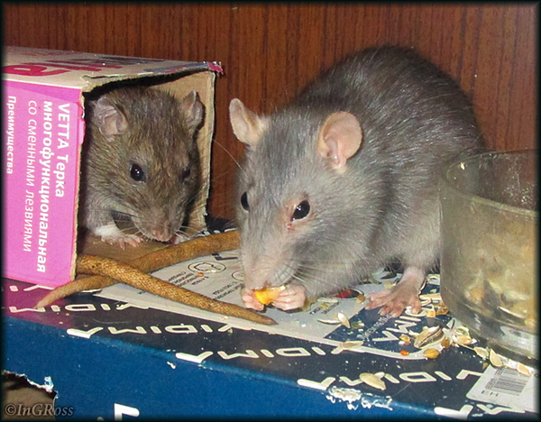 Зависть и презрение (Кённи и Тава).