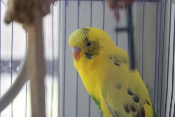 Little brother is watching you