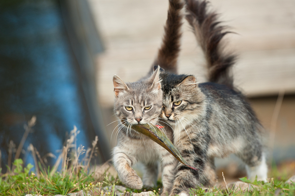 Ты же мой добытчик!