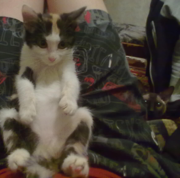 ����� S.O.S