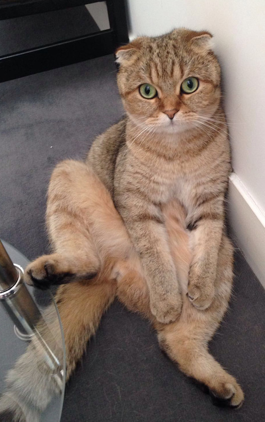 Котеич | Пикабу