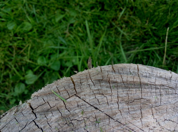 Just a tree on a background of grass. - My, Grass, Photo, Meizu m1 Note