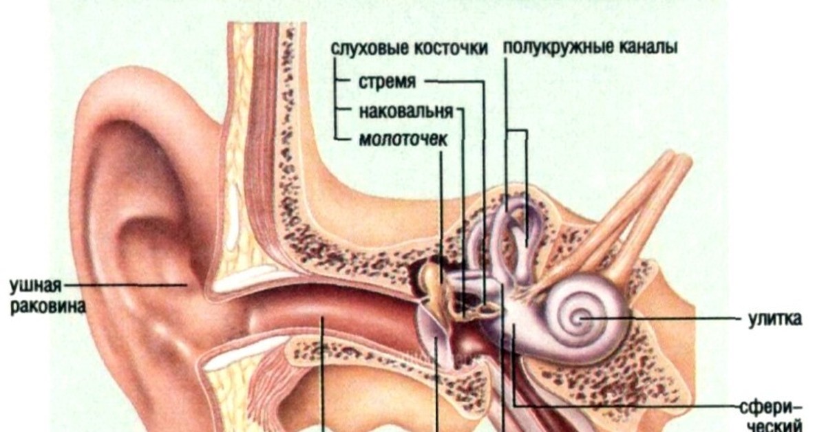 Среднее ухо анатомия строение. Молоточек среднего уха. Молоточек и наковальня в ухе. Стучит в ухе как молоточком. Наружное среднее и внутреннее ухо.