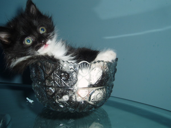 Кот и ваза Кот, Было-стало, Животные