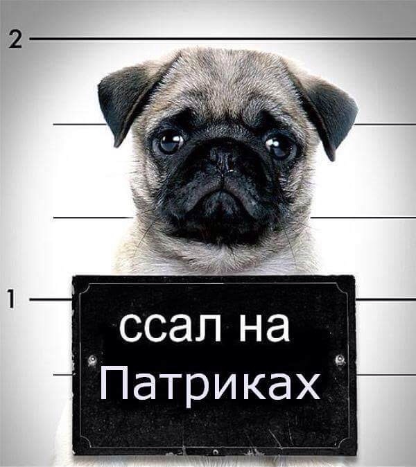 На Патриарших прудах откроется офис РУСАДЫ