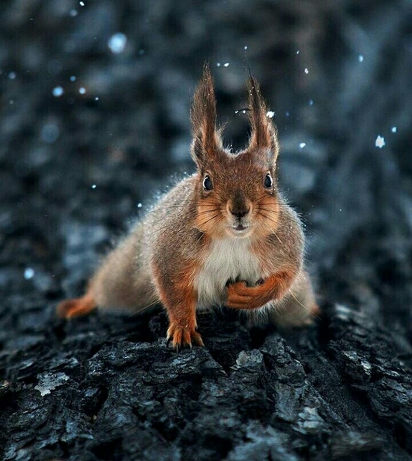 Где орешки?