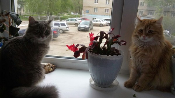 Охотничья династия