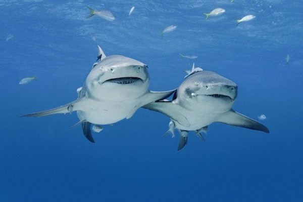 Underwater chaps - Shark, Brothers, Milota