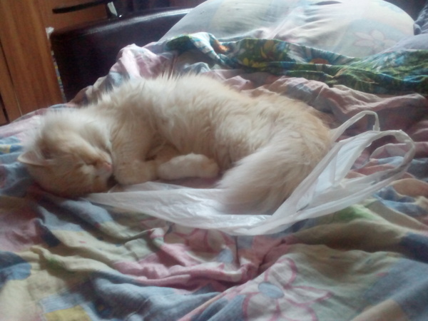 ������ � �������. Cat version