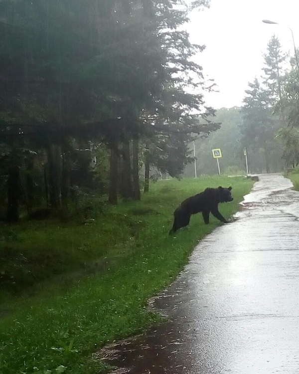 Hungry, skinny and angry - Primorsky Krai, Дальний Восток, The Bears, Wild animals