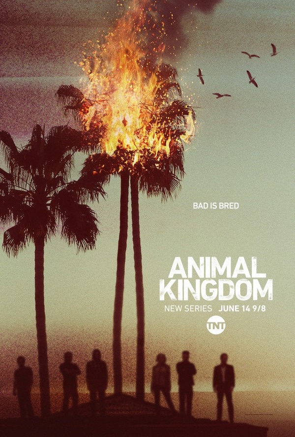   :    / Animal Kingdom , ,  , 