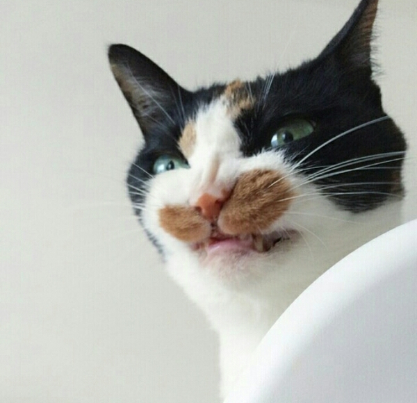 Что значит "щенка взяли"?!