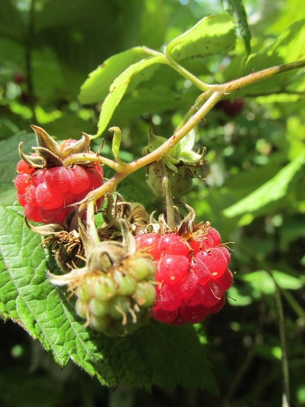 Life hack for summer residents - NSFW, My, Raspberries, Dacha, Loneliness, Garden, Scratch, BDSM, Humor, Joke