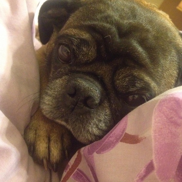 ������ �����