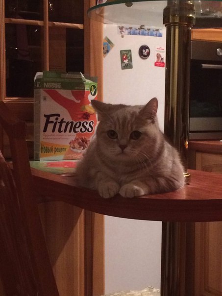 Fitness instructor - cat, Fitness