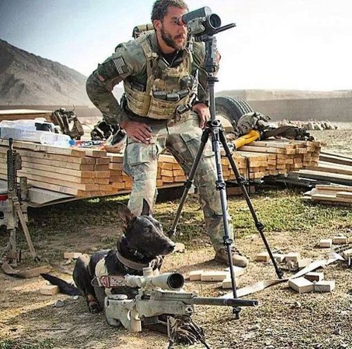 Partner - Dog, The bayanometer is silent, Snipers, Gunner