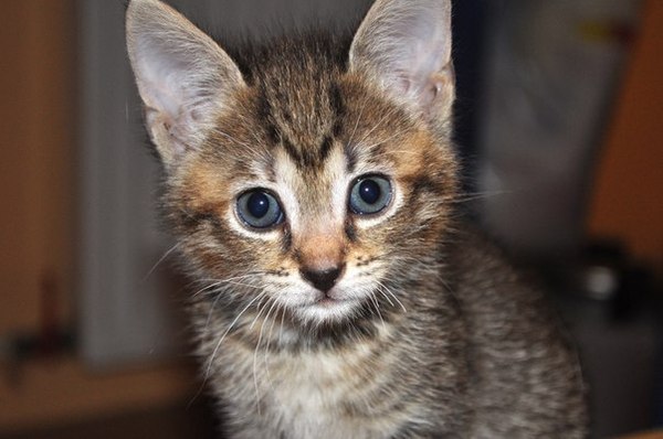 Help the kitten find a home in St. Petersburg! - cat, Help, , Saint Petersburg