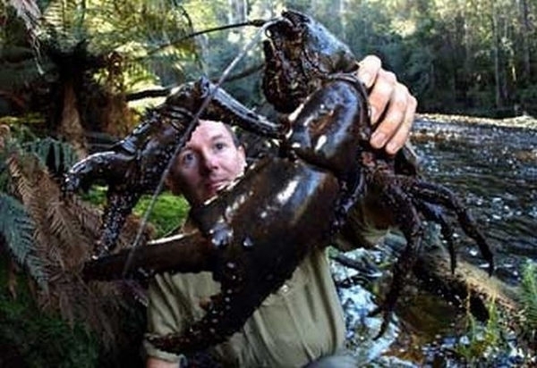 Common Tasmanian cancer :) - Nature, Crayfish, Tasmania, Interesting, Video, Longpost, Cancer and oncology