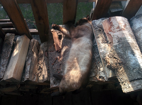 log cat - Firewood, cat, My, Convenience