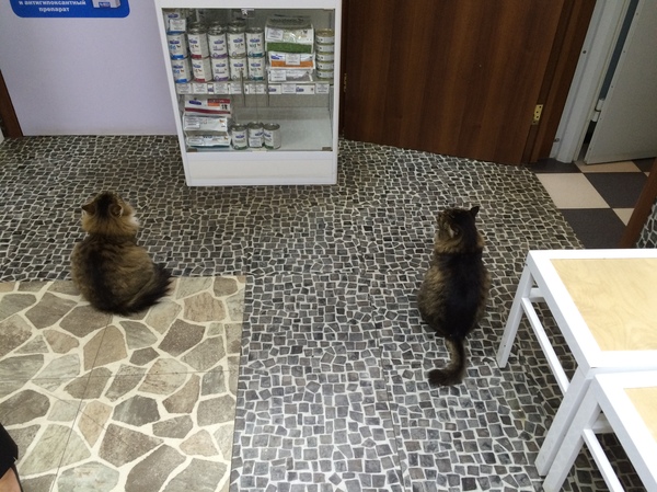 In one of the veterinary clinics. - My, cat, Impudence, , Food, Seals are drugs, Longpost