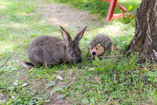 Two friends - 35mm, Pentax, Hedgehog, Rabbit, My, My, Photo, Nature