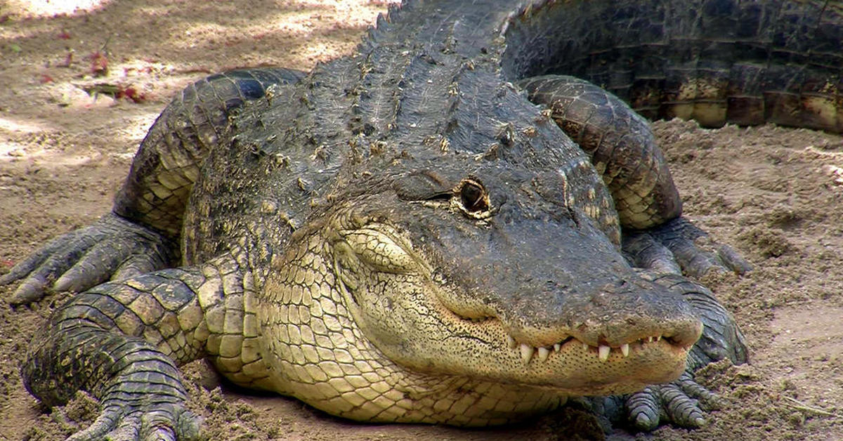 Alli Gator Photoshoot