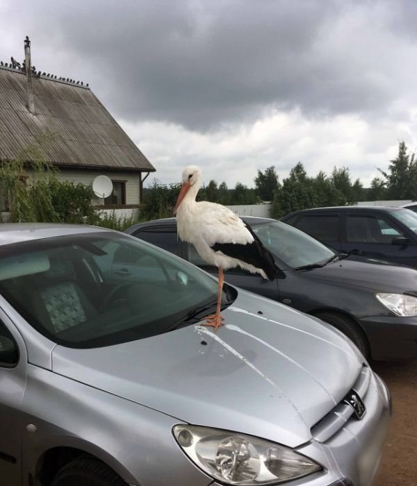 Sign: washed the car - it will rain. - Stork, Car, Signs