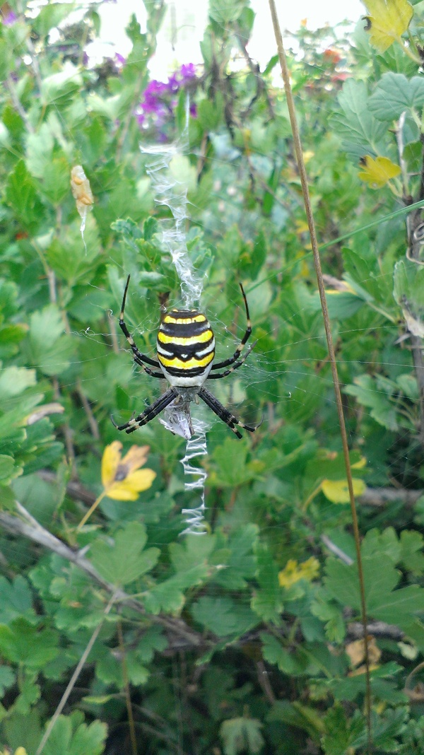 Just a wasp spider - My, Spider, Wasp