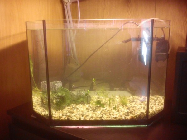 I'm trying aquarium - My, Aquarium, , A fish, Aquascape, Longpost, Aquarium herbalist