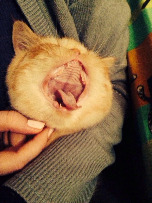 My cat made a small flash mob :3 - My, cat, Big Mouth, Longpost