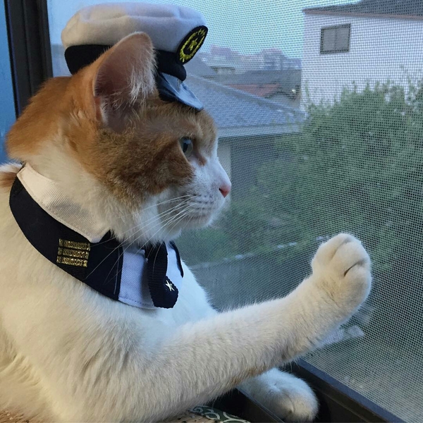 I would like to go to sea... - Box and cat, cat, Sailors