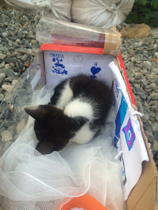 Help adopt a kitten! Sochi, Adler. - My, Longpost, Animals, In good hands, cat, Help