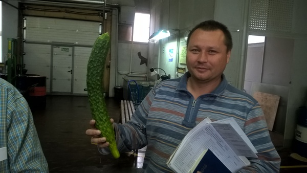 Cucumbers from the village of Ryabtsevo - My, Cucumbers, Grew, Greenhouse