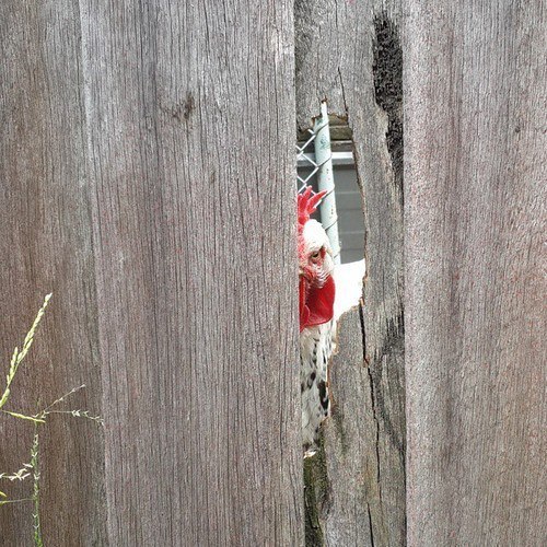 Sight - Village, Rooster, Fence, Sight, Evil, Photo, Hatred