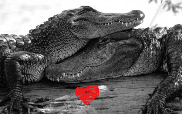 The biggest crocodile in the world wants to get married - Crocodile, Wedding, , Crocodiles