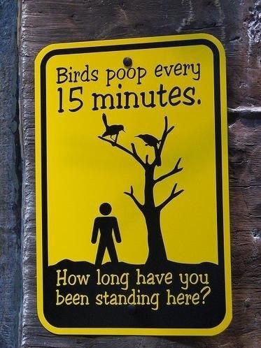 Looks like it's time to move on... - Signs, Birds, Humor, 15 minutes, Translation