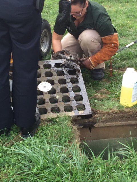 Cops rescue stranded raccoon - Raccoon, Trap, The rescue, Longpost