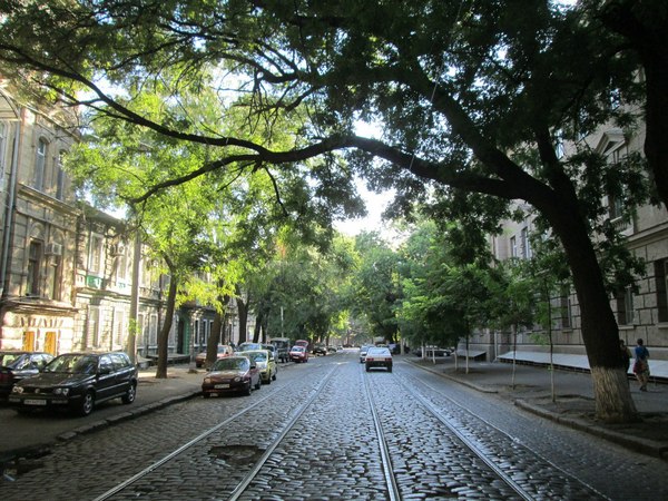 Tree branches look out the windows on the opposite side - My, Tree, The street, Odessa, 