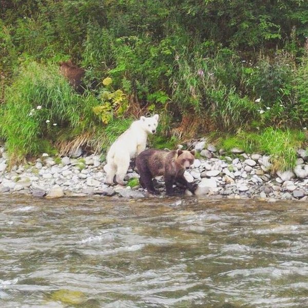 A white brown bear spotted in Kamchatka - news, Kamchatka, The Bears, Albino