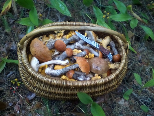 Грибное лето