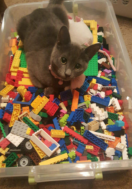 Cats are immune to lego pain! - cat, Lego