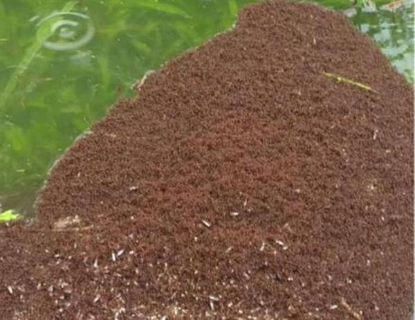Millions of ants created a living raft to survive the floods in Louisiana - Animals, Ants, Потоп, USA