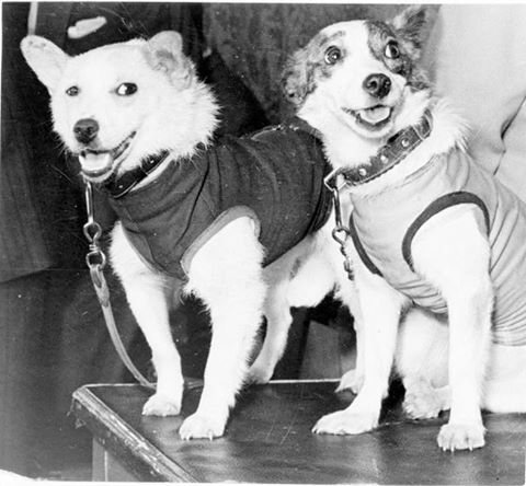 Anniversary of the legendary flight of Belka and Strelka. 25 hours in space, 17 times around the earth. 1960 - Anniversary, Space, Belka and Strelka