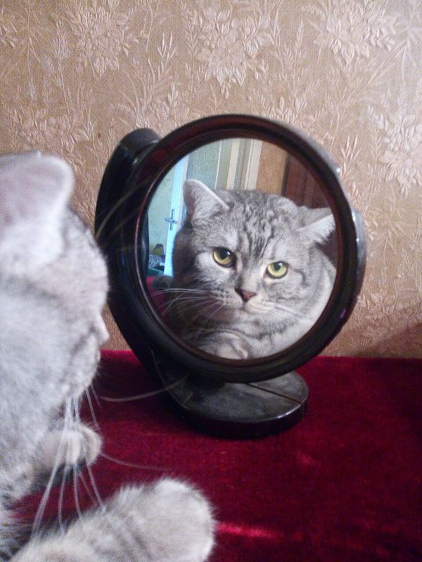 Kitten =) - My, cat, Mirror, 