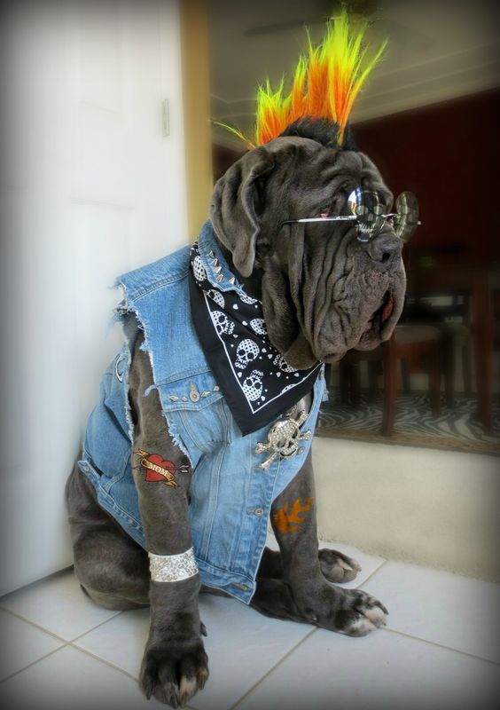 Punk! - Mastiff, Dog