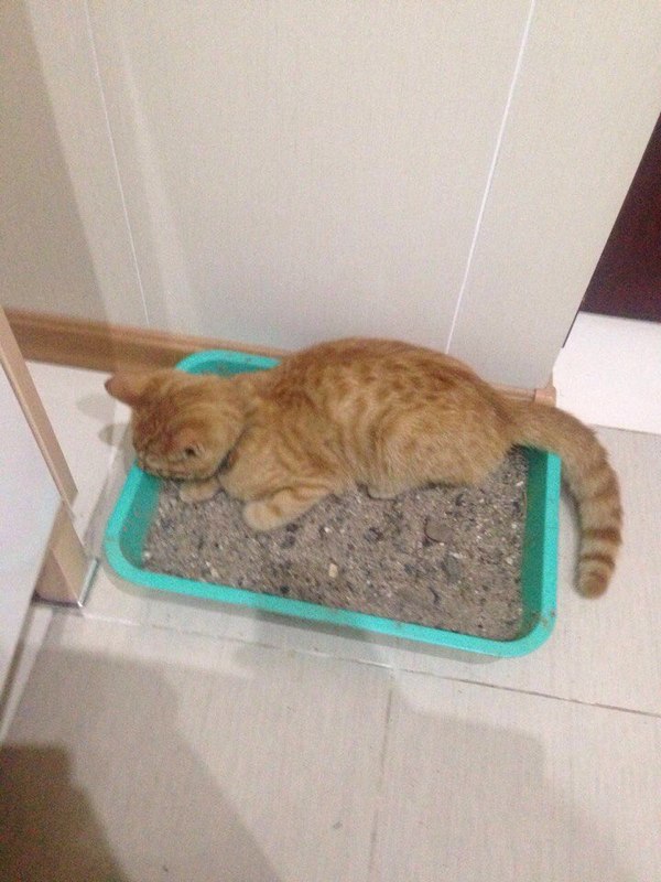 The main thing is convenient - My, , cat, Food, Tray