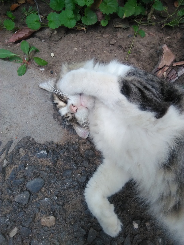 Dedicated to those who work on Saturday ..... that's how I met a street cat at the entrance) - cat, Morning, Saturday, Longpost, Work